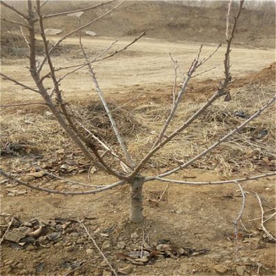 黑珍珠樱桃苗越冬管理、黑珍珠樱桃苗供应